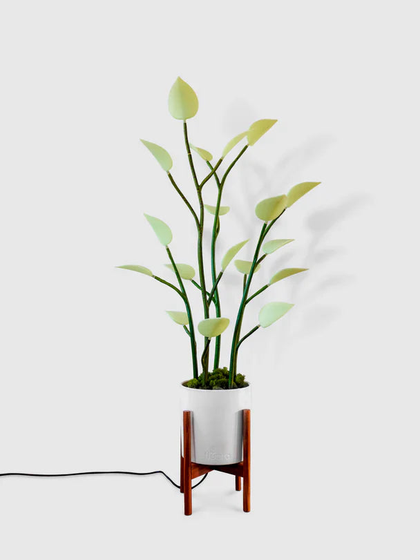 XL LED House Plant