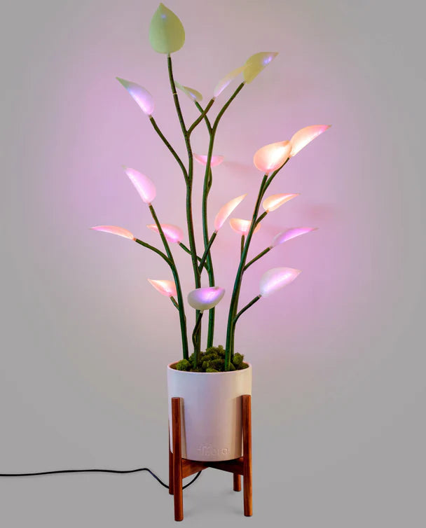 XL LED House Plant